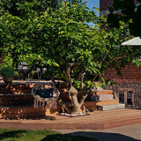 79 m2 Ipé terrasse med bred spansk trappe i Søborg